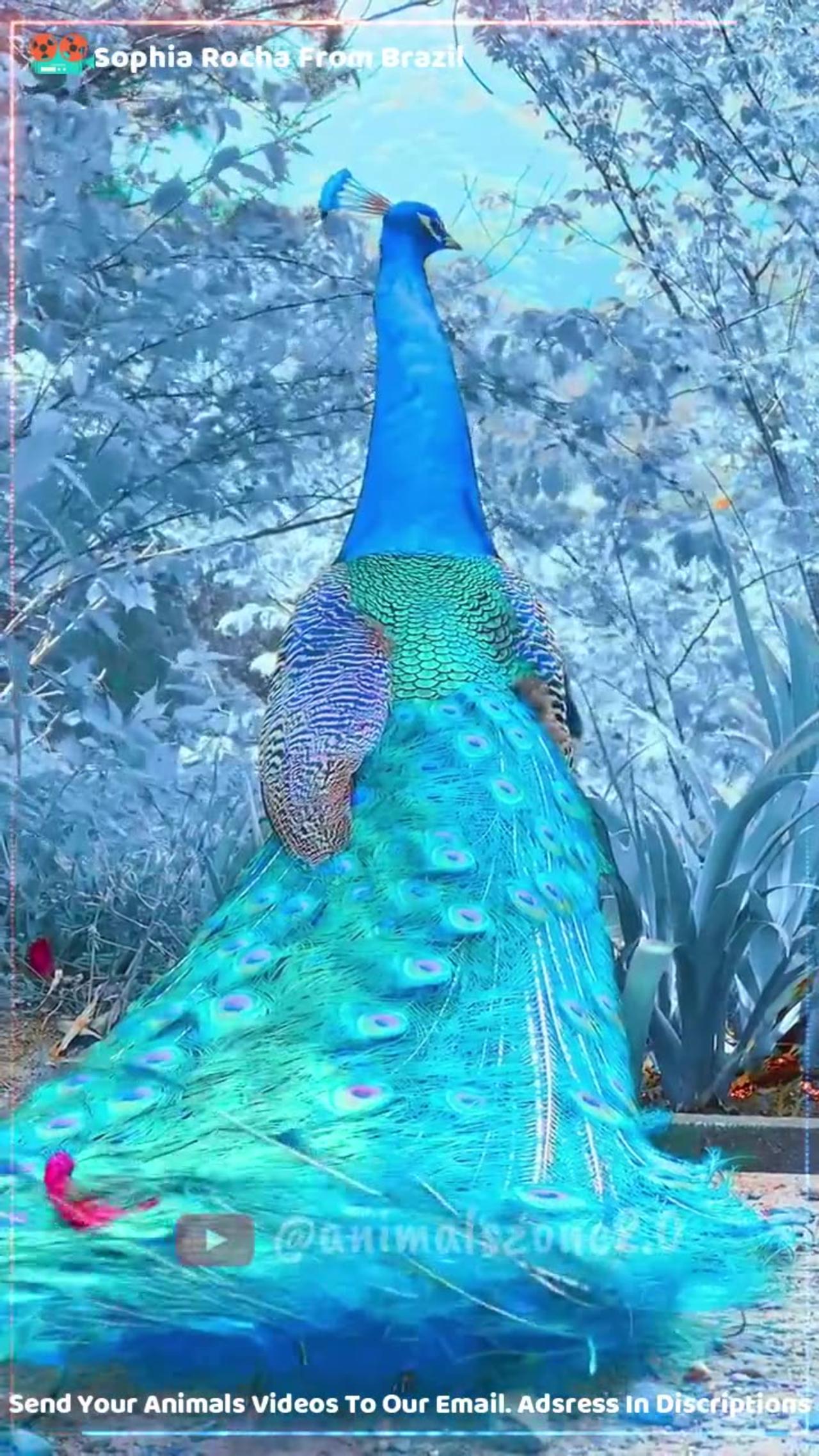 beautiful Blue Effect Peacock Video #171 #shorts #short #trending #animals