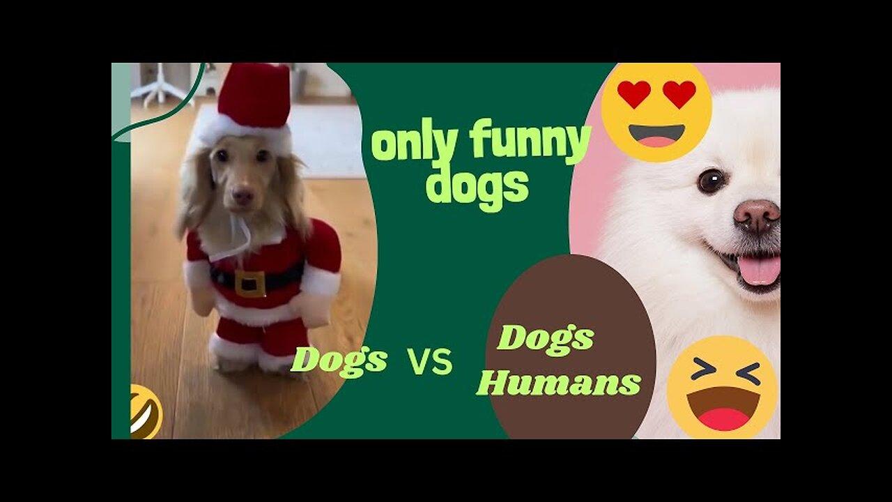 Dogs funny, Funny animals Hub, funny animals life 😄😆🤣, funny videos, 😄😆, 🐕crazy dogs 🐕😜 Christmas