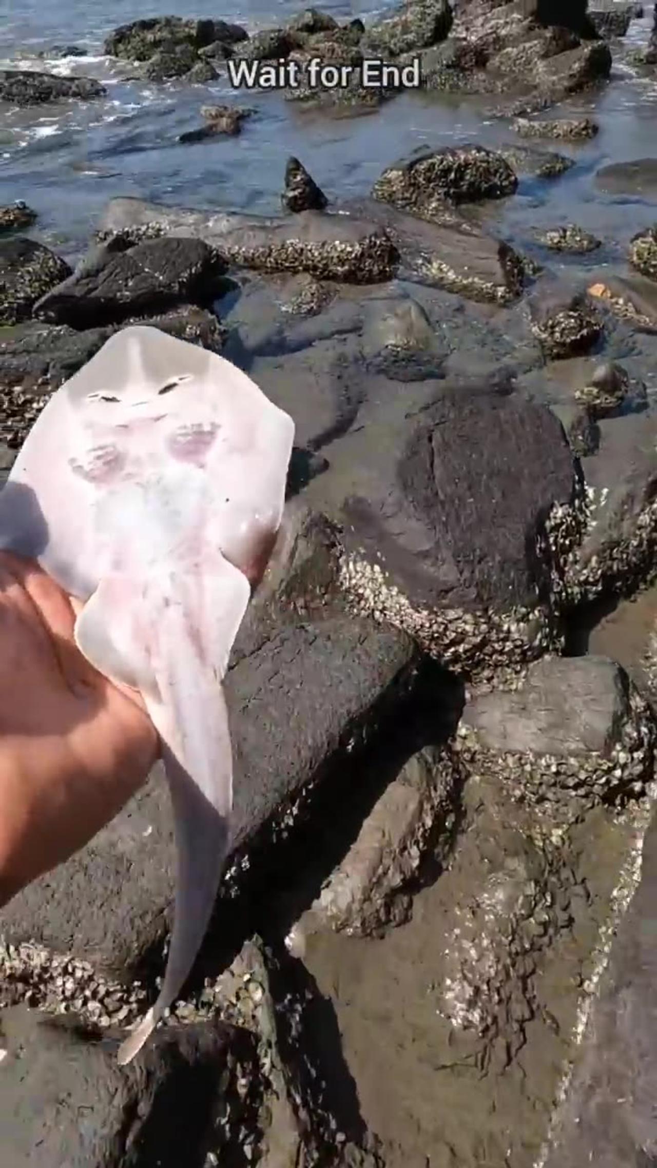 A happy ending - Watch the inspiring rescue of these stingray fish 🥺 #shorts