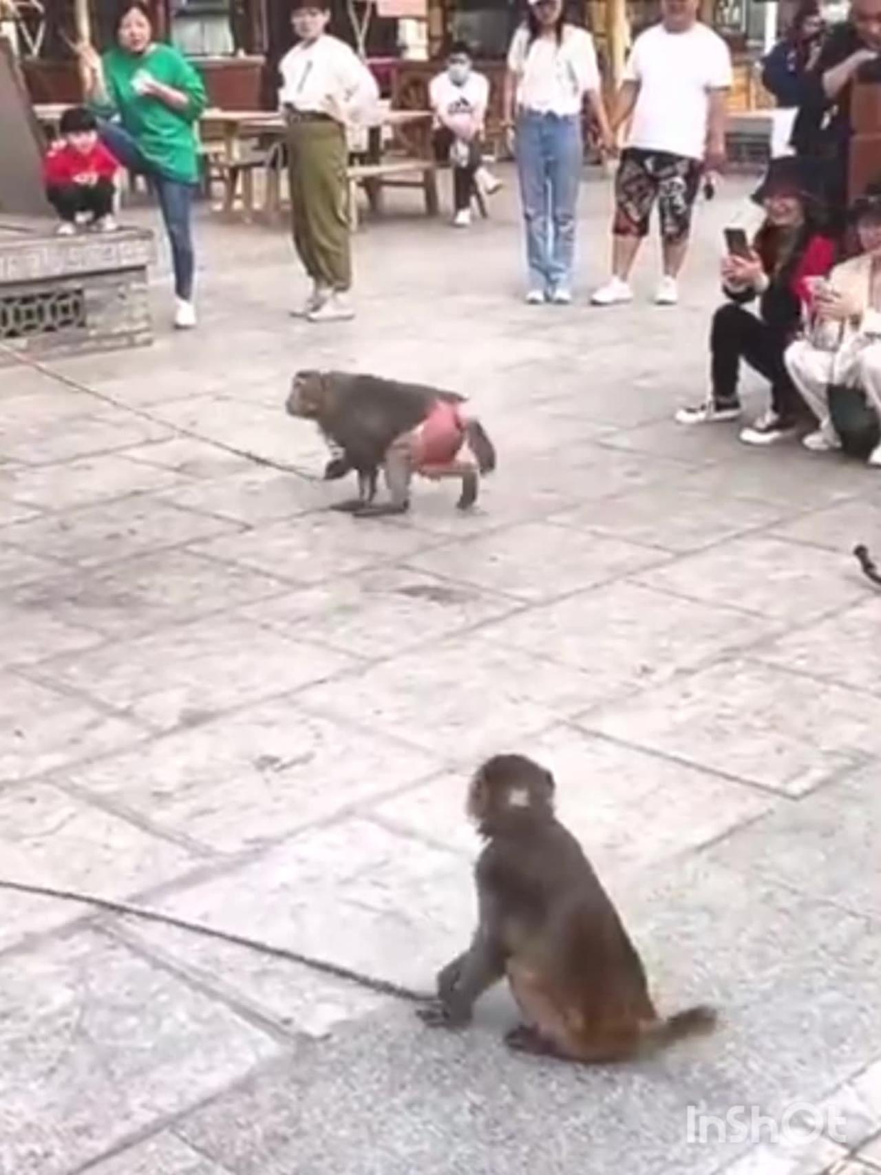 Viral funny monkey video trailer