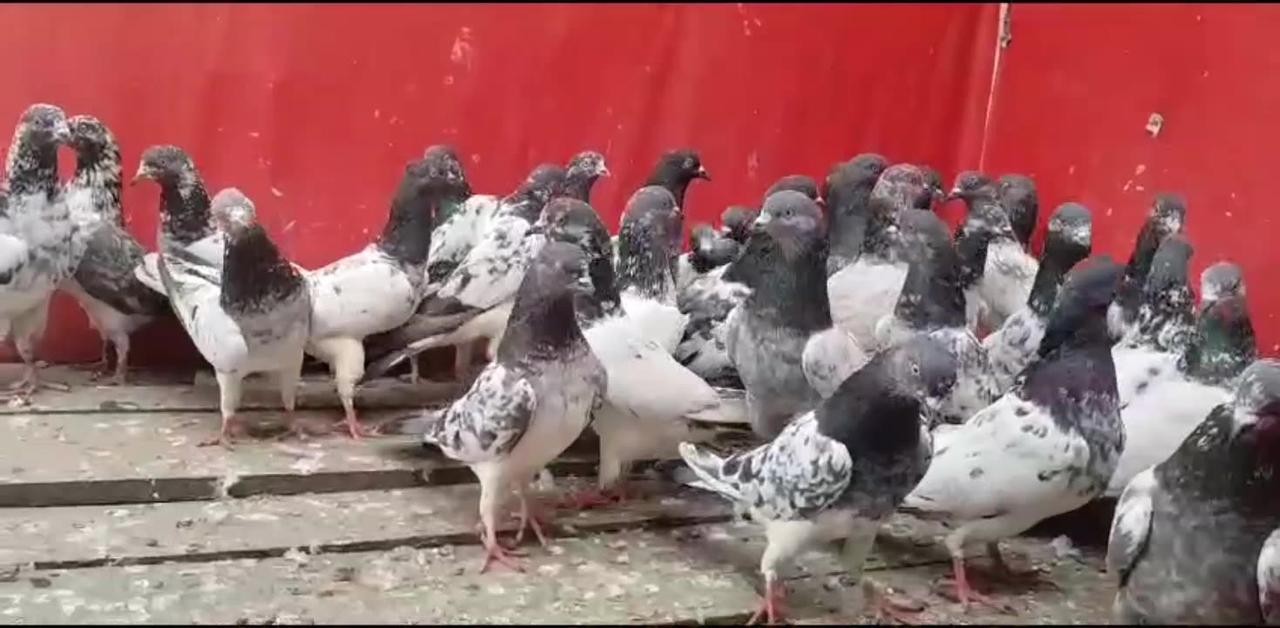 Beautiful pigeon breeder pair best flying parvaazi