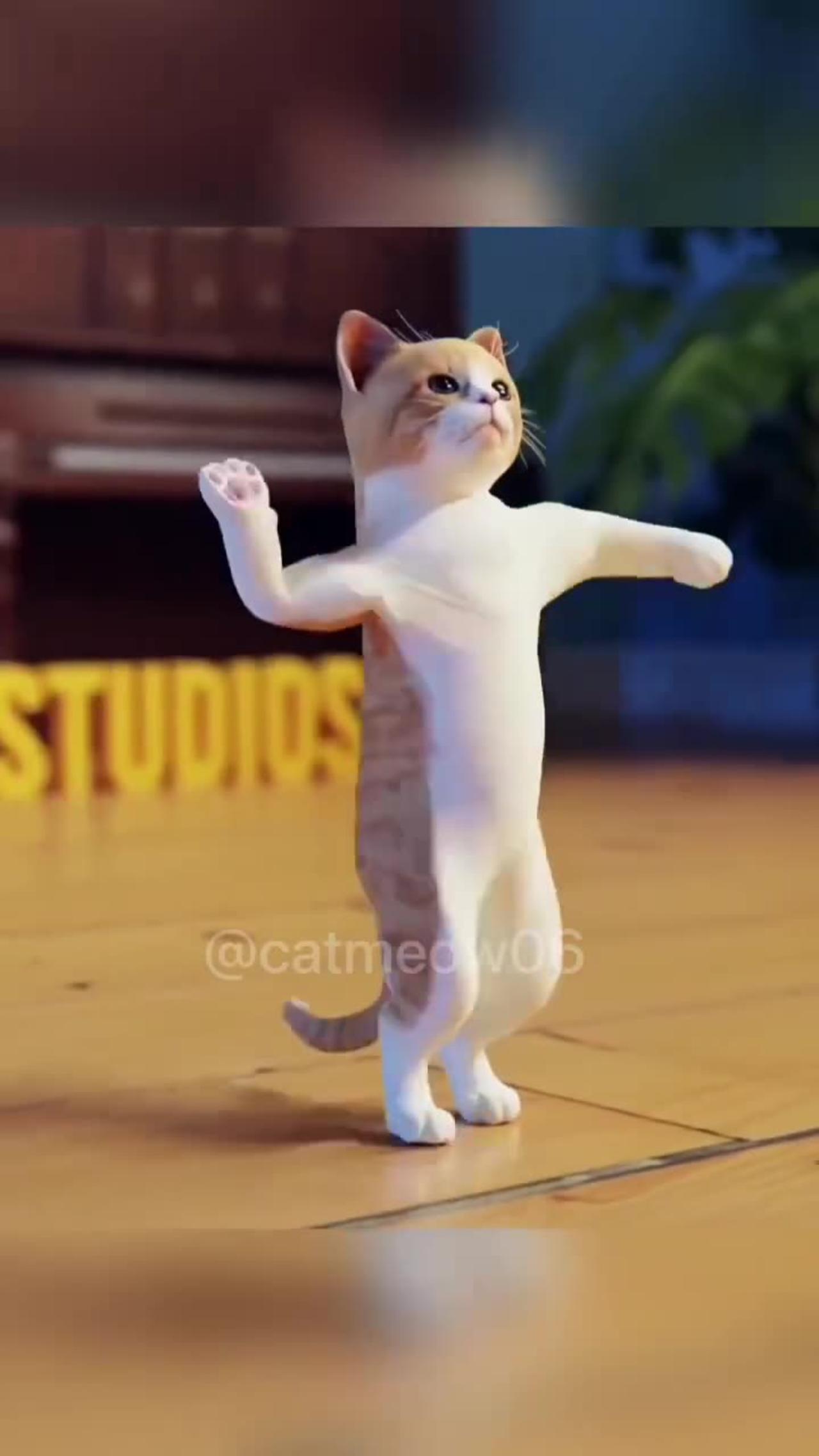 cat dance - #shorts #cat #viral #trending