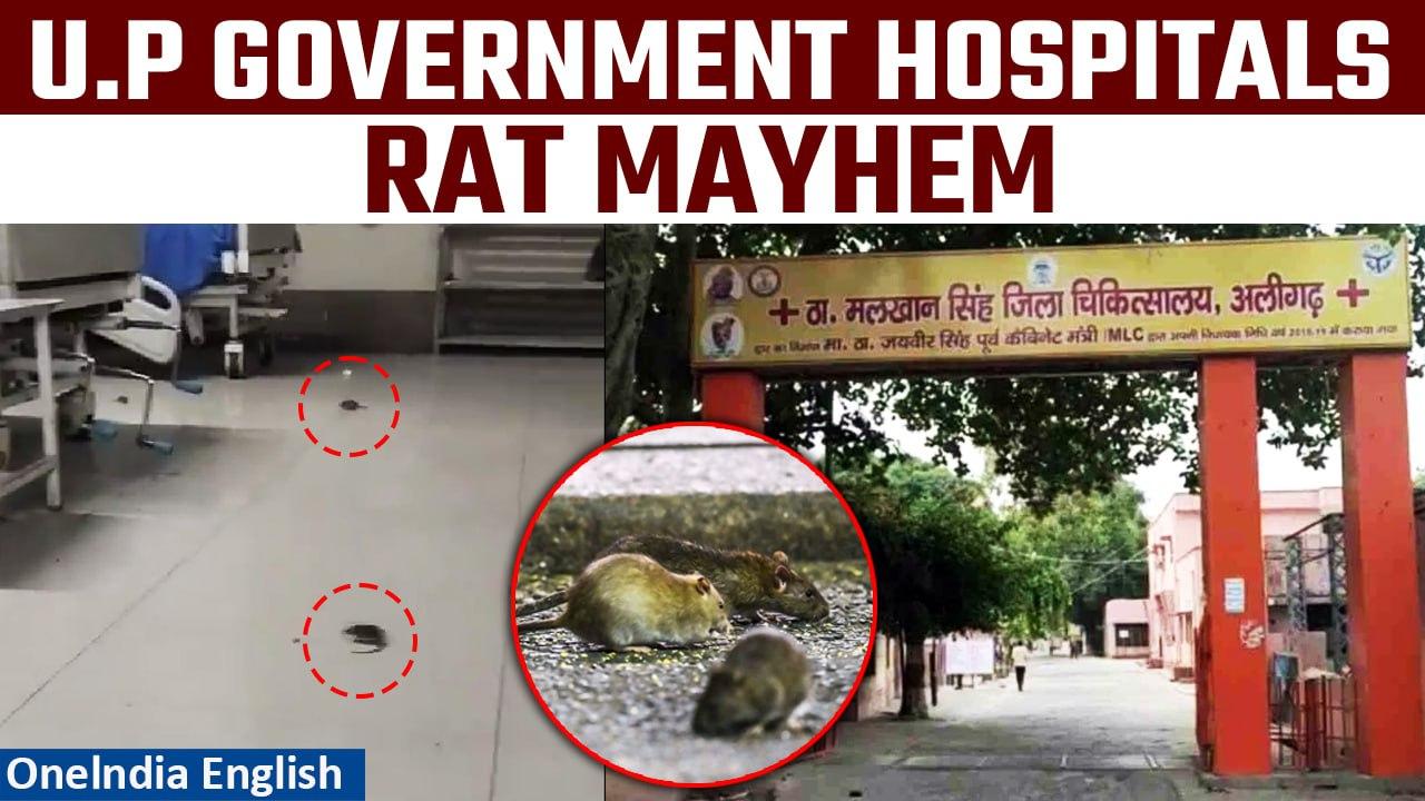 Rampur & Aligarh Hospitals Struggle with Rat Troubles, Videos Surface | Oneindia News
