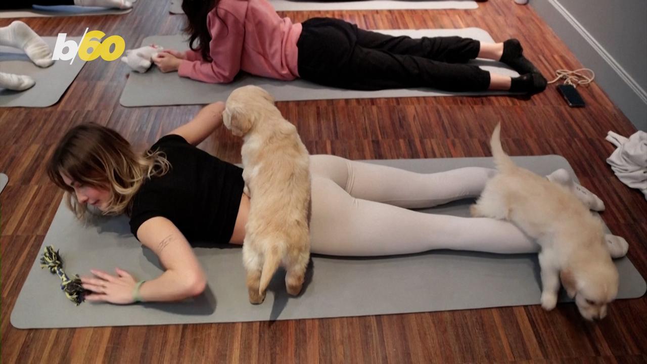 Puppy Yoga is the Next Best Thing In Wellness