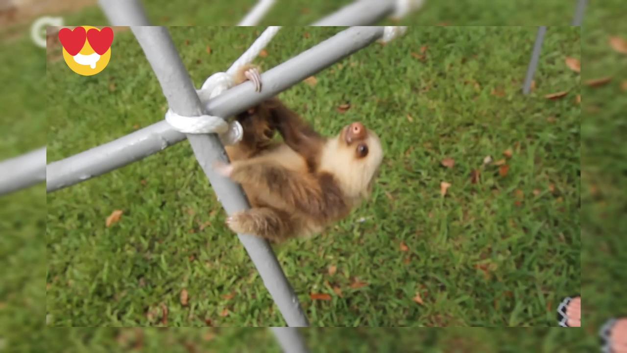 What Does A Sloth Say - One News Page VIDEO