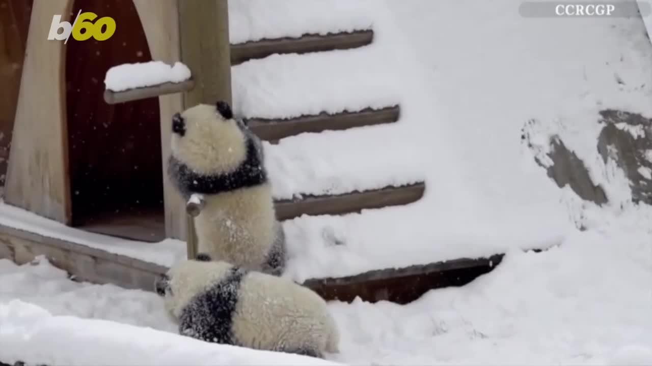 These Adorable Pandas Enjoy a Snow Day
