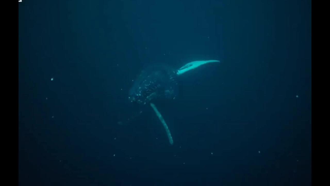Whales and Orcas Feed Together