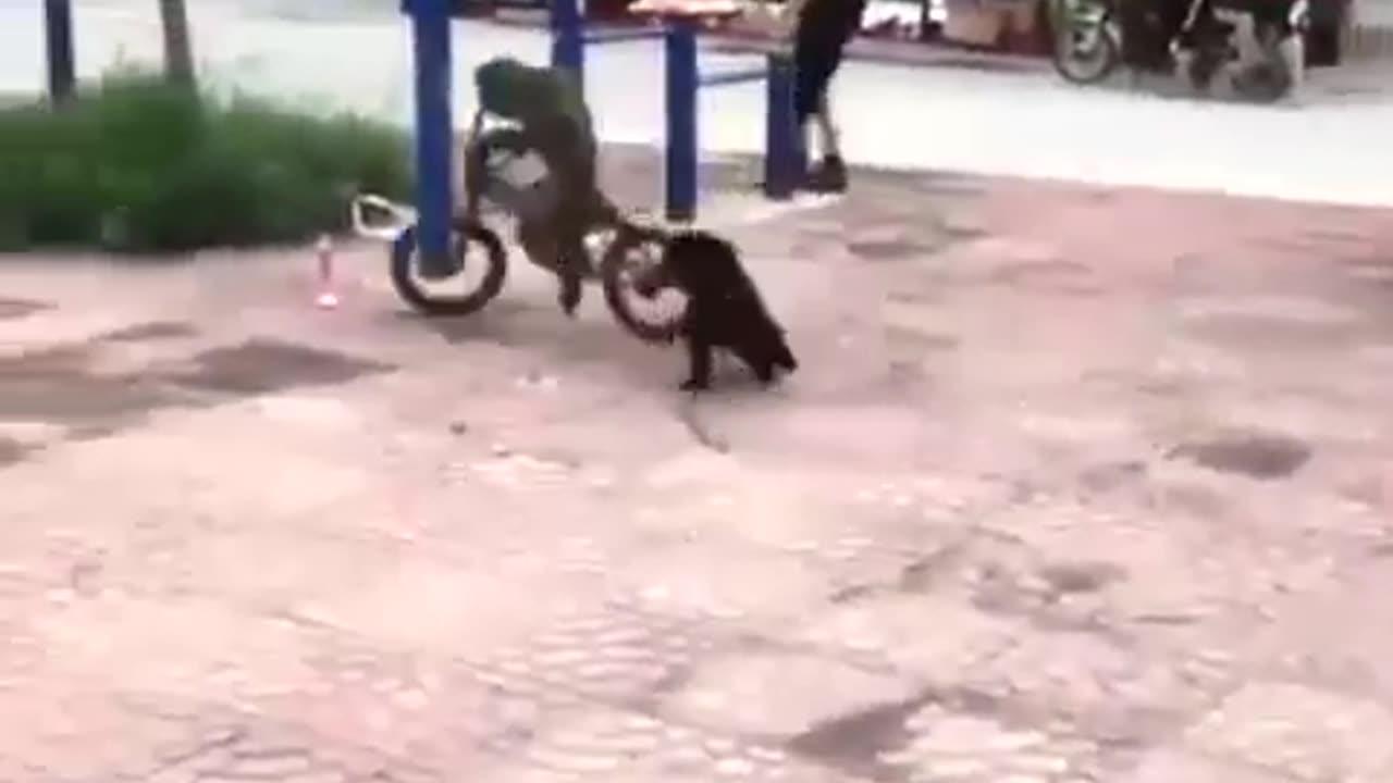 Monkey vs Dog - One News Page VIDEO