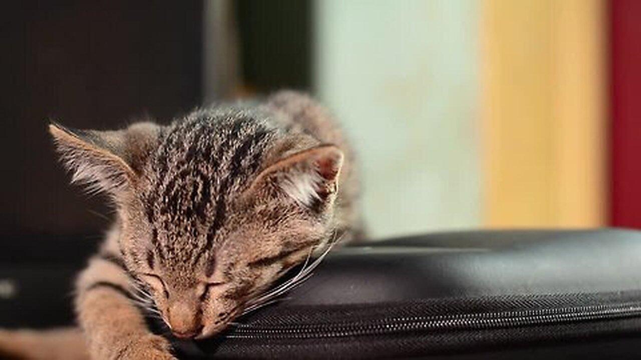 Relaxing Lullaby for Cat
