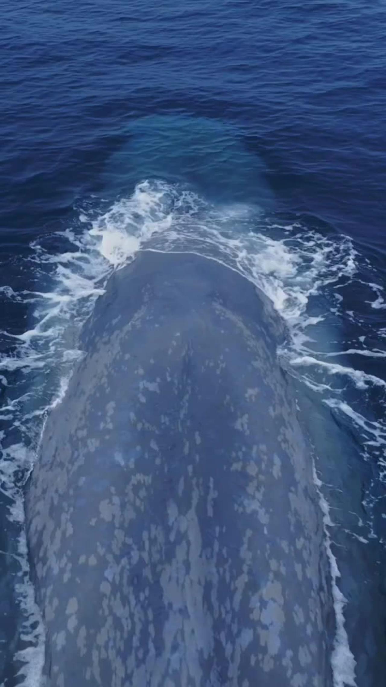Amazing drone view of the Blue Whale!