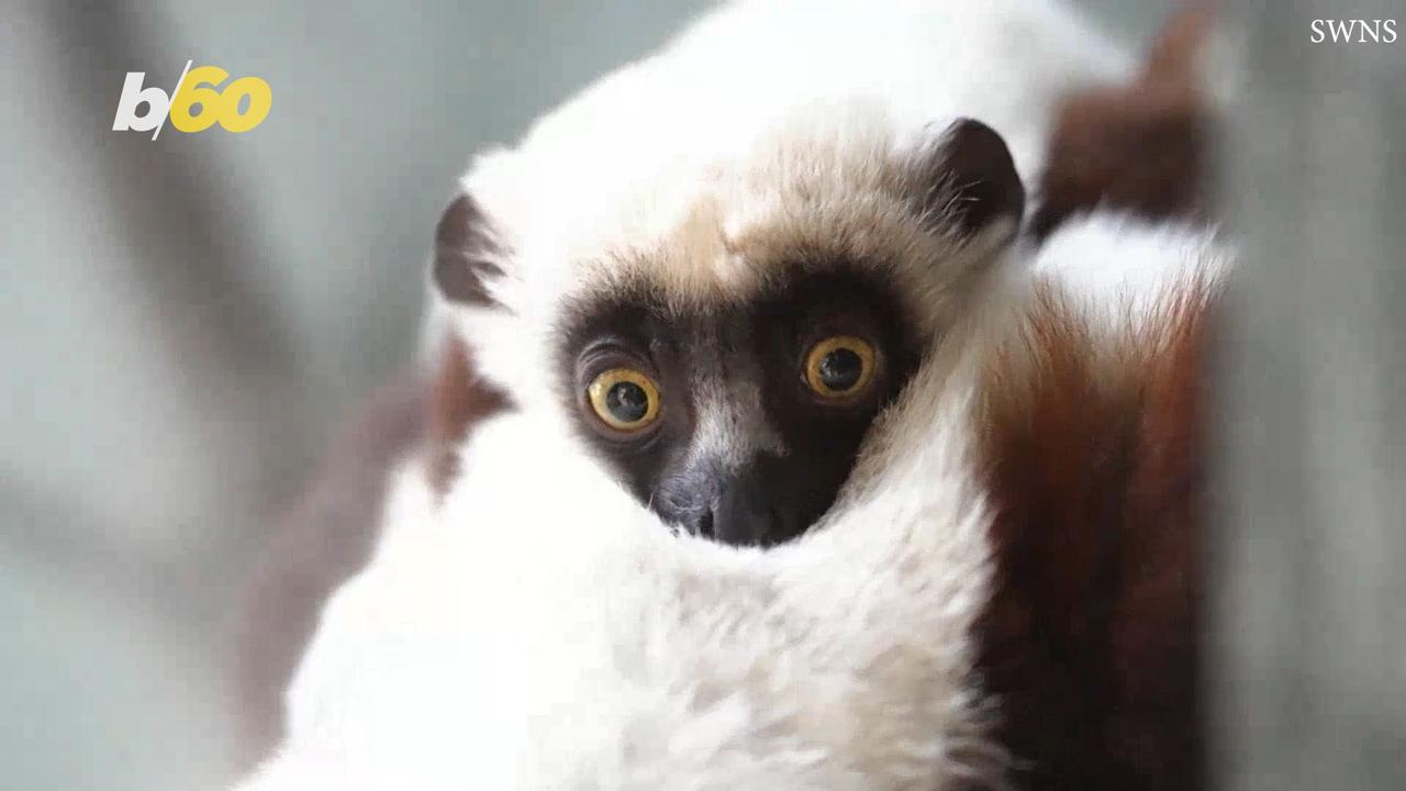 Super Rare Lemur Species Finds Hope in Adorable Newborn