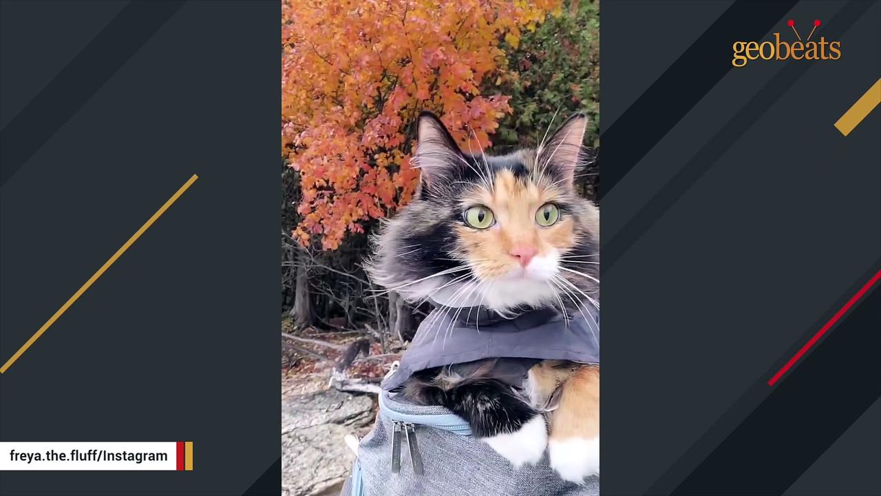 Quiet cat reveals her sweetest meow after One News Page VIDEO