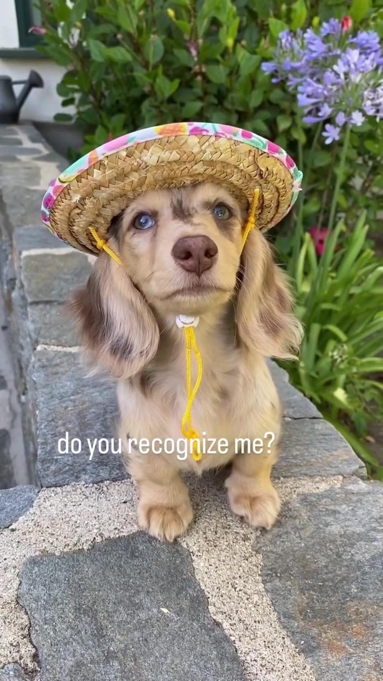 Doggie Dapper Delight - Hats That Make You Smile !
