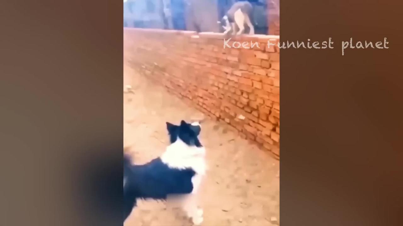 Funny Dogs And Cats Videos