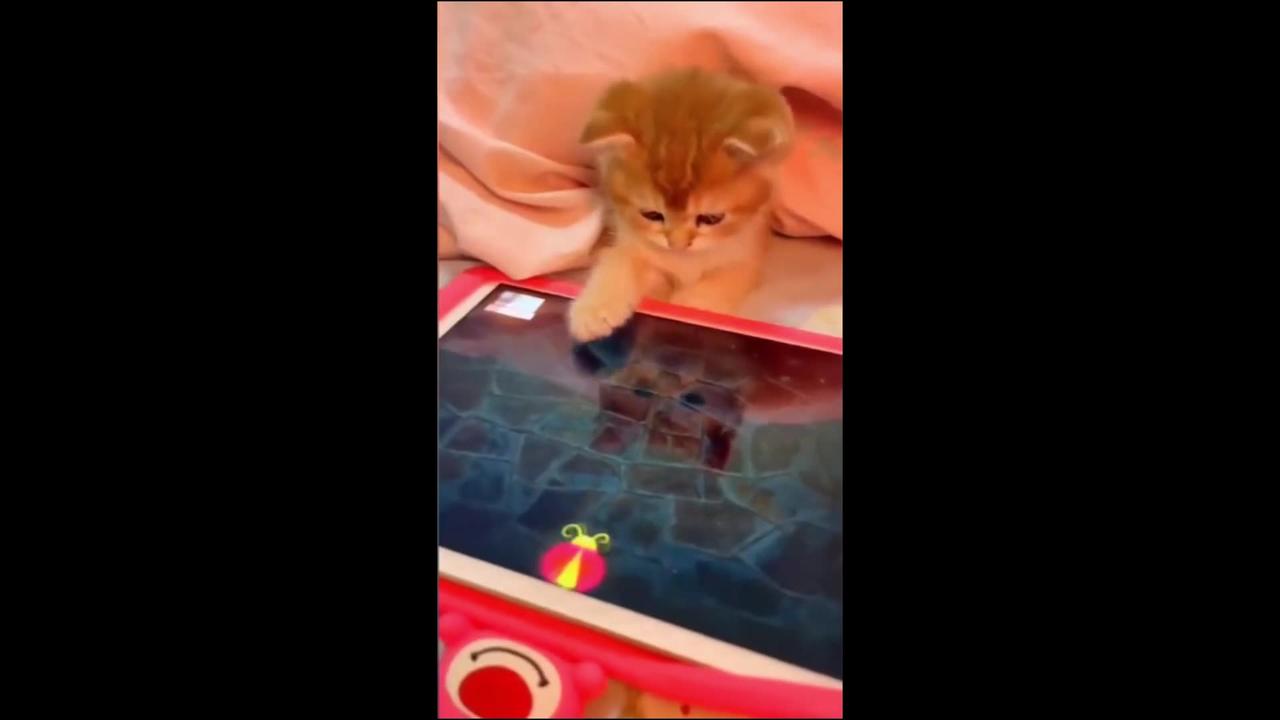 Funniest Animals \ New Funny Cats and Dogs Videos \ Cute animals