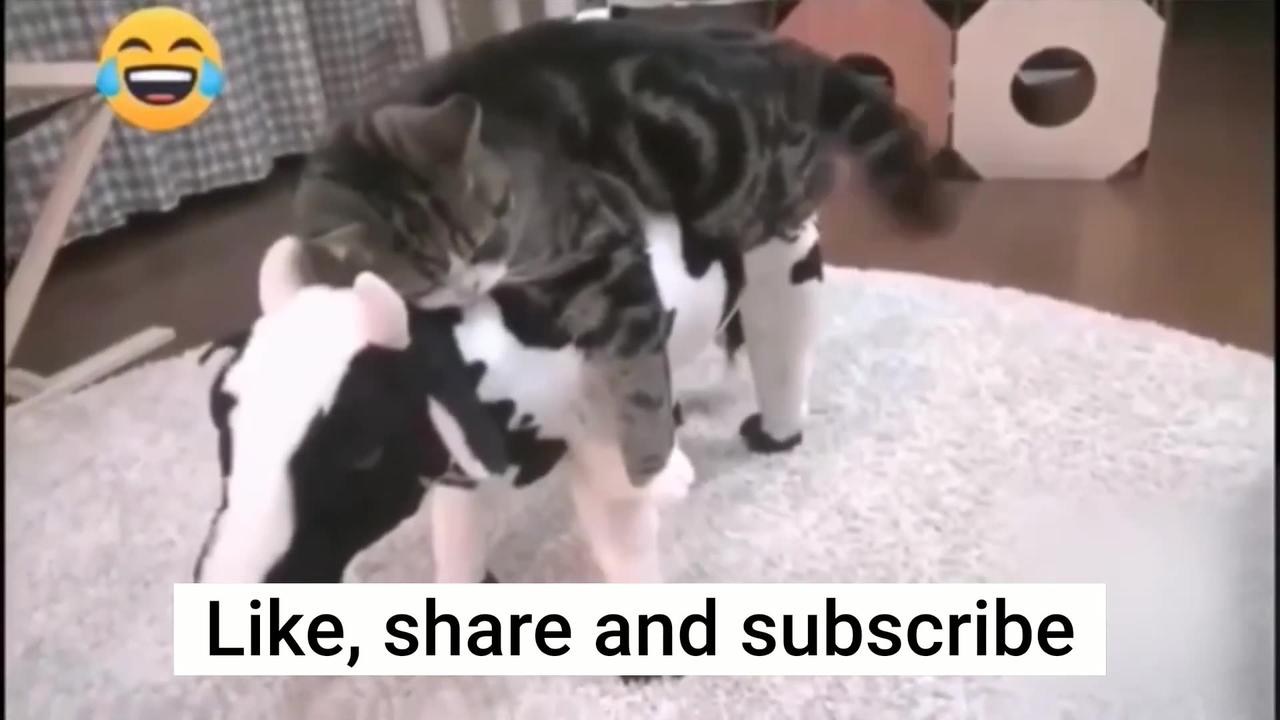 Funniest Animals 2023  Funny Cats and Dogs | Funny Animal Videos