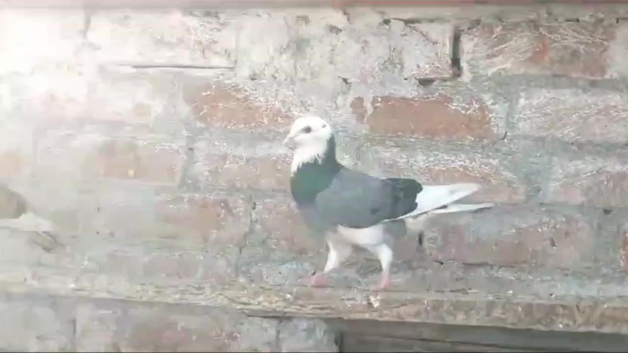 Beautiful pigeon breeder pair best flying dabaz
