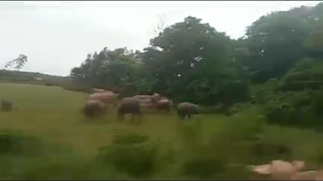 Herd of elephants in Indo-Bangla border, Meghalaya, India