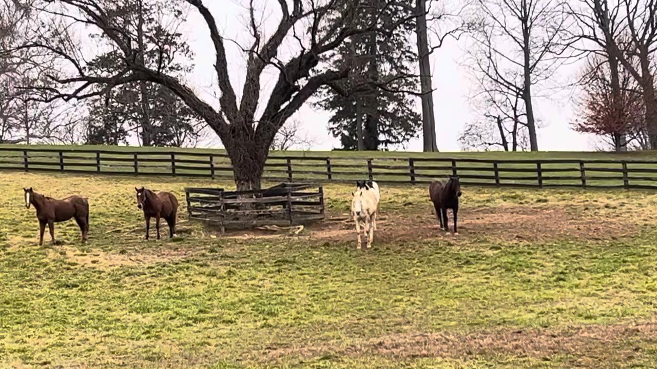 Horses near their Feeding Station One News Page VIDEO