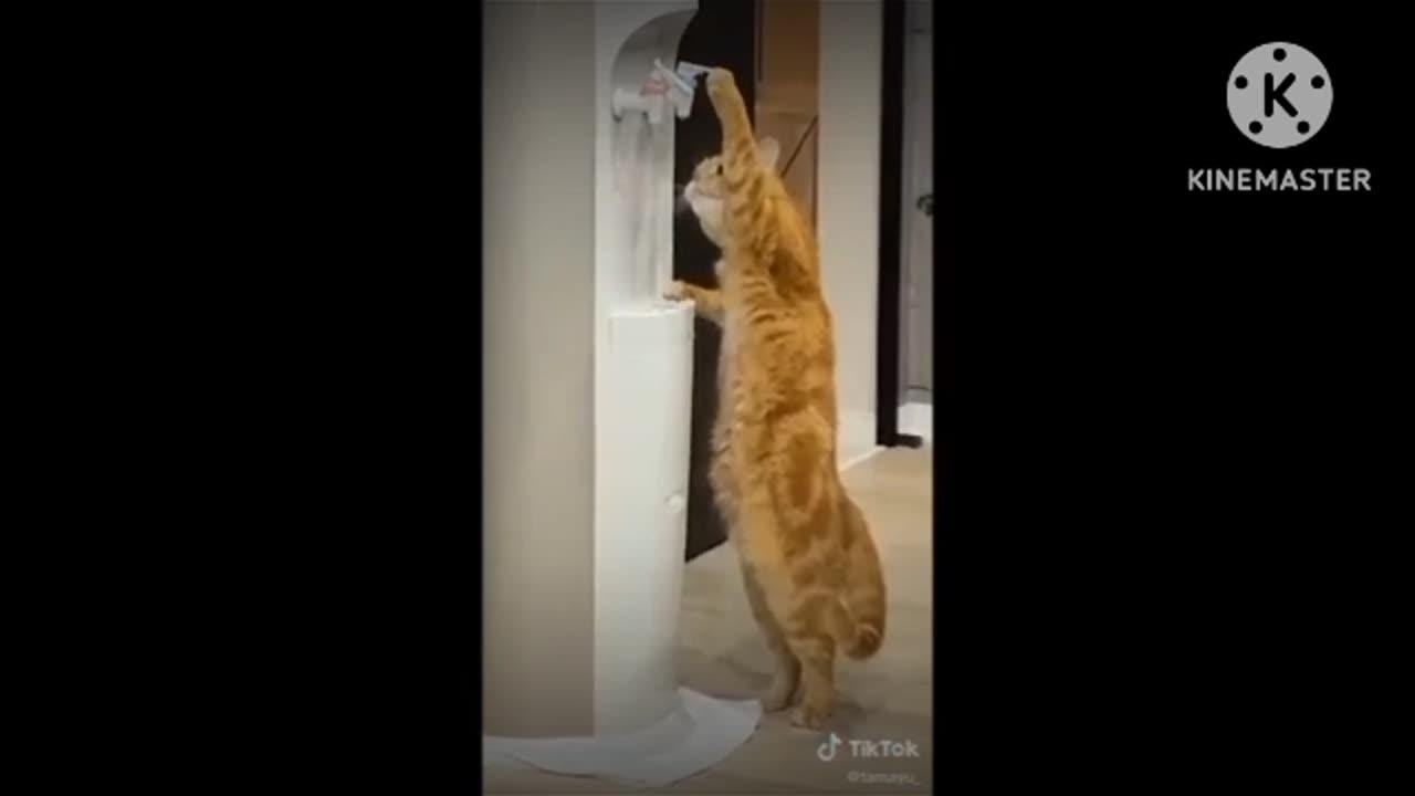 Funny Cats Comedy Video