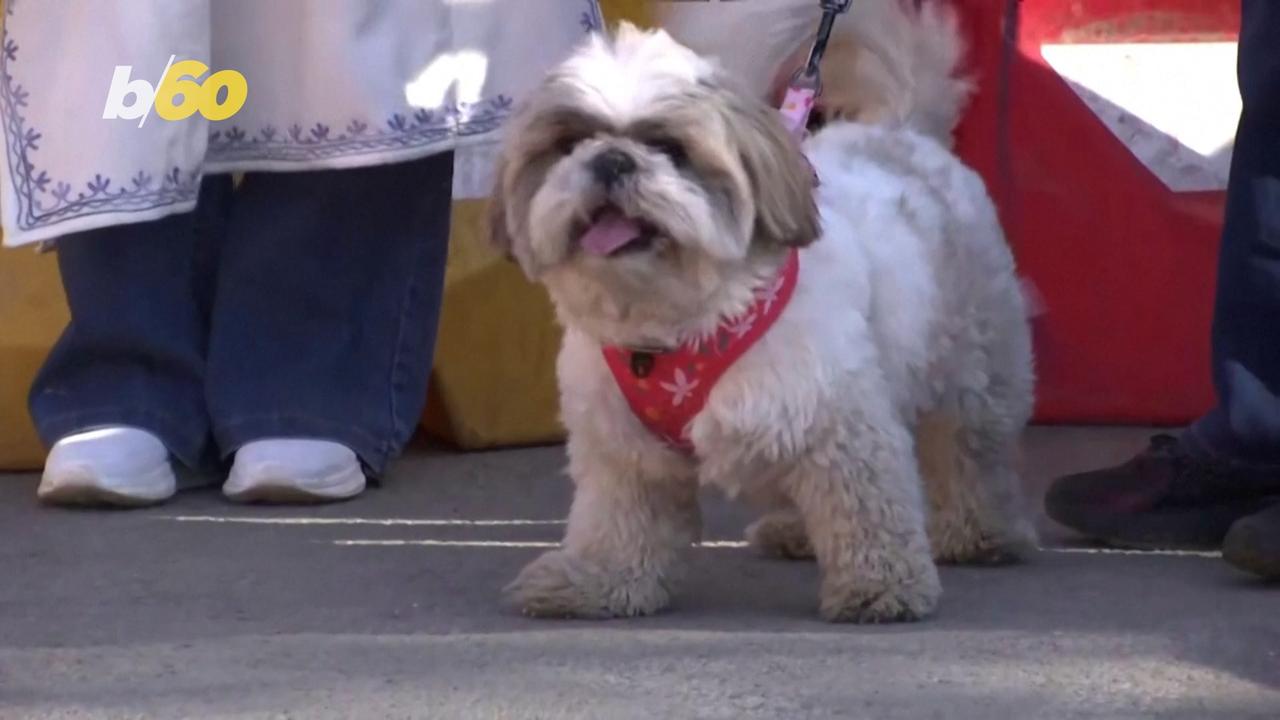 Indian City Celebrates First Ever Dog Show