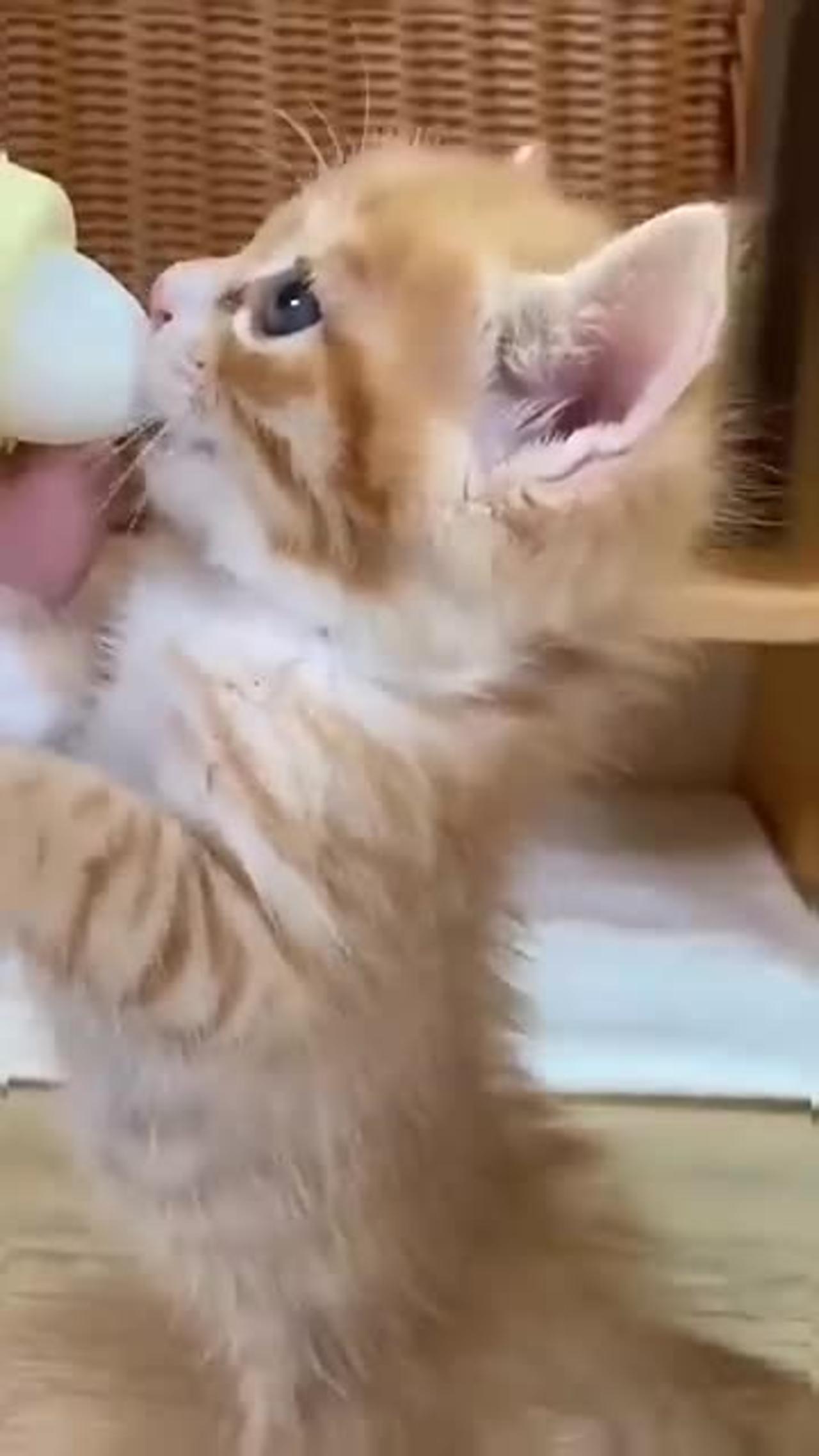 Cats Doing Cat Things