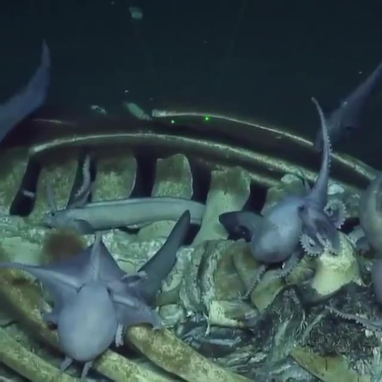in the deep blue sea - One News Page VIDEO