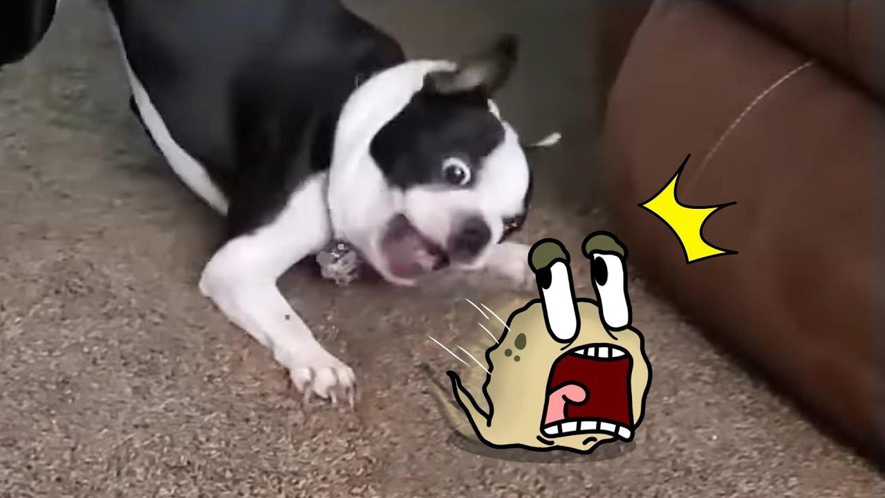 Funny Animal Videos 2023 😇 - Funniest Dogs and Cats Videos 🥰 ABC Alphabet Lore in Real Life