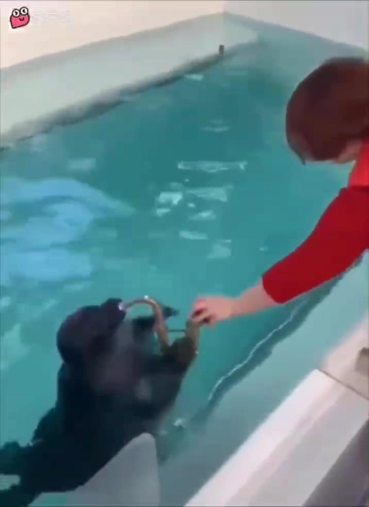 Seal musician
