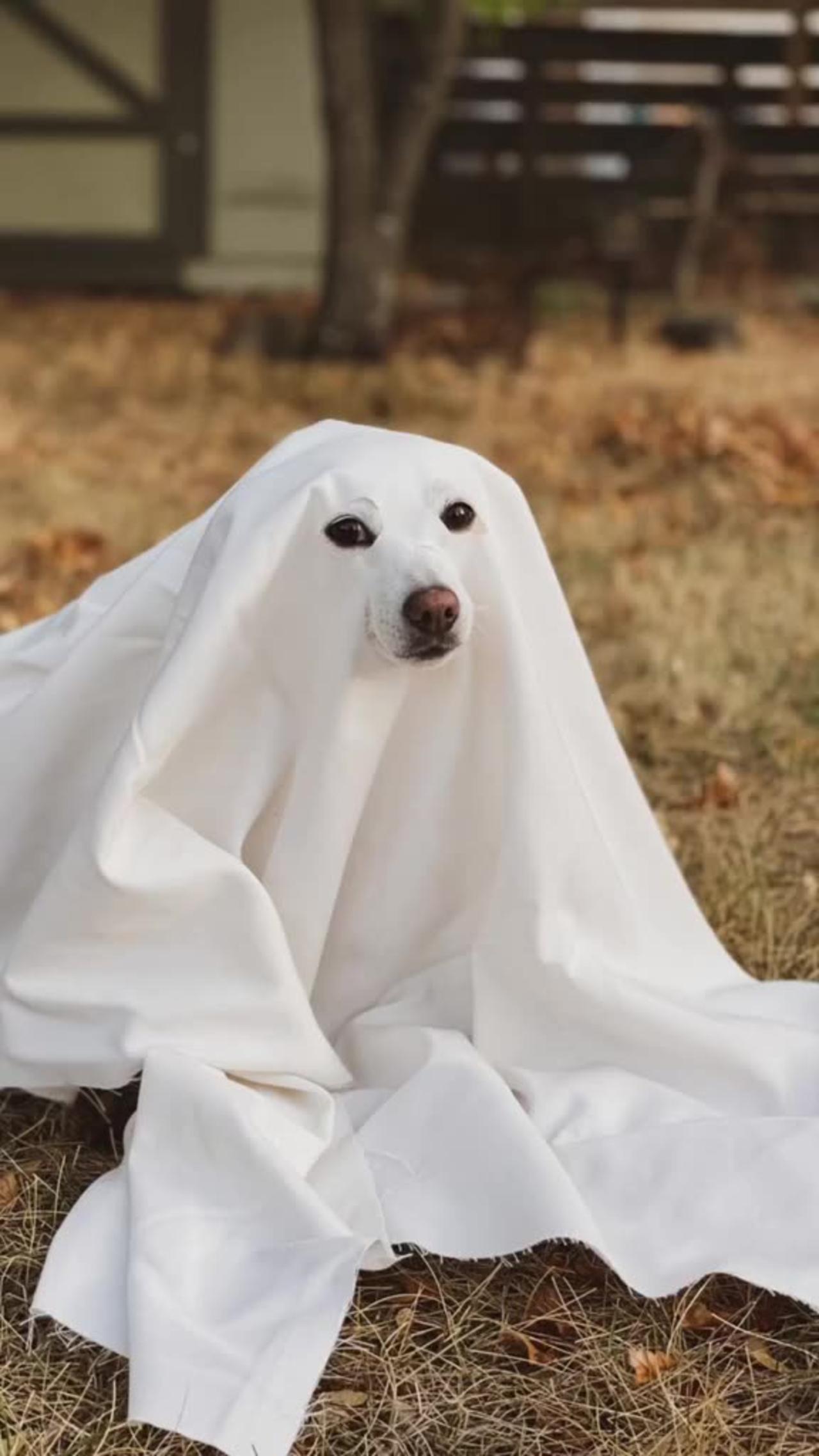 GhostlyGoodBoy, haunting the house with cuteness 👻🐾