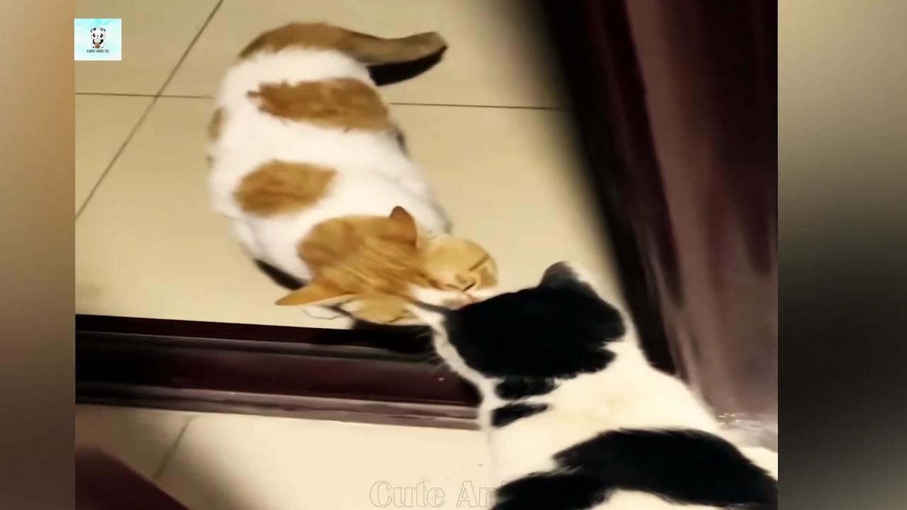 New Funny Videos 2024 😍 Cutest Cats and Dogs funny🐱🐶 Part 02