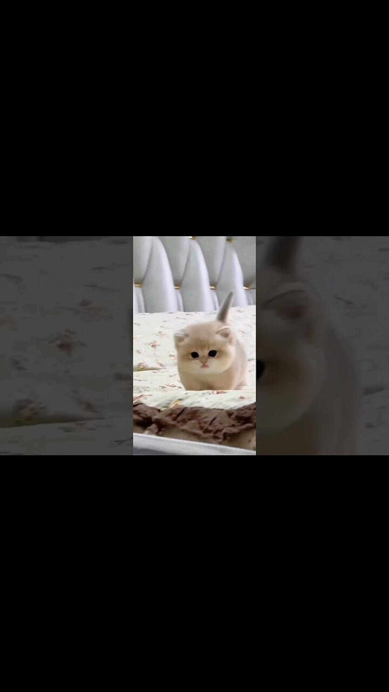 Cute baby kitten sound ️ shorts