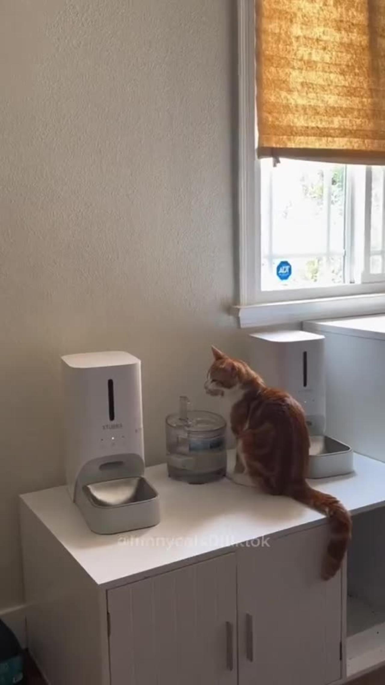 Orange Cat Activities😂😂😂