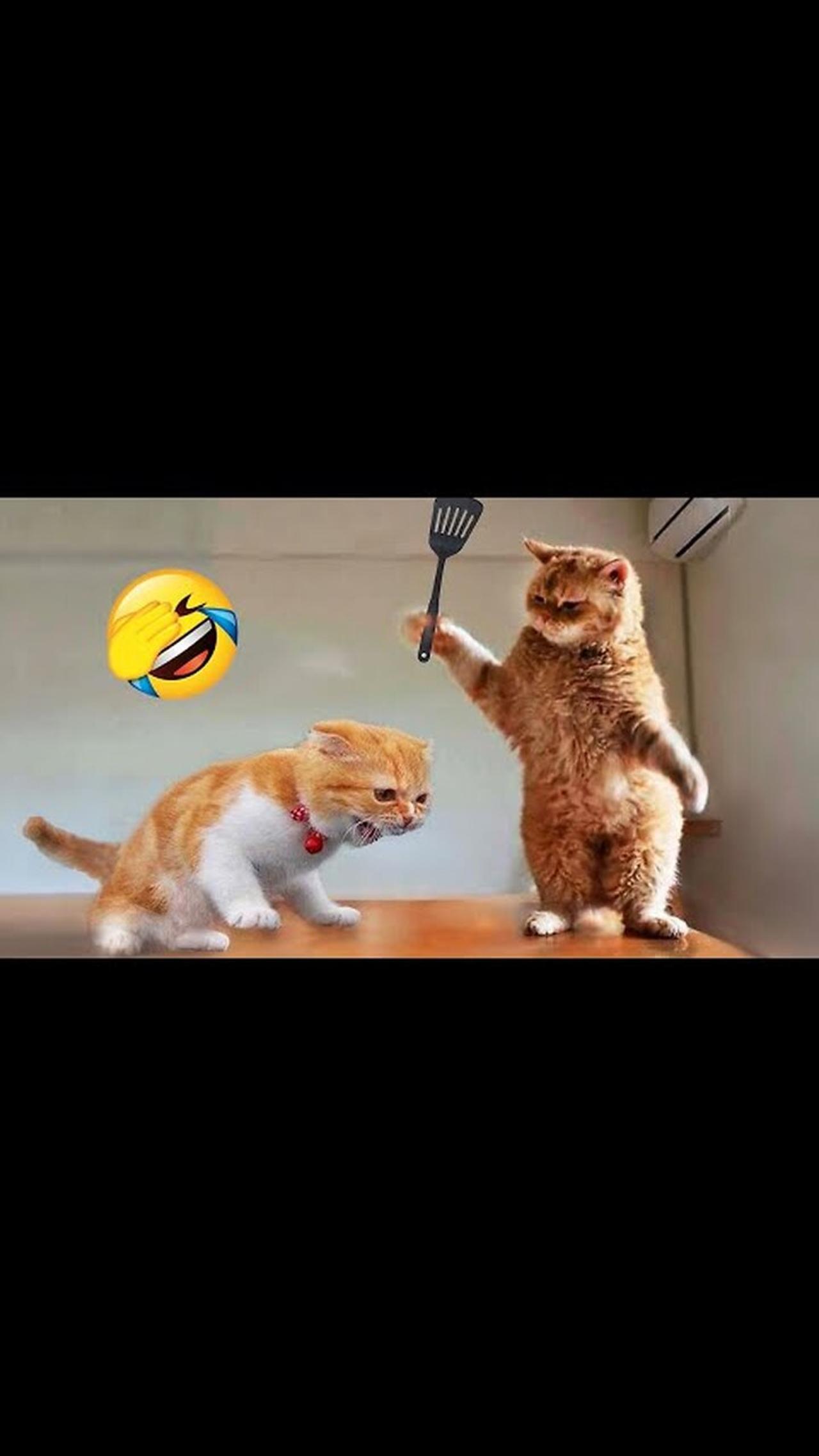 Funniest Animals 2023 😂 New Funny Cats and Dogs Videos 😻🐶