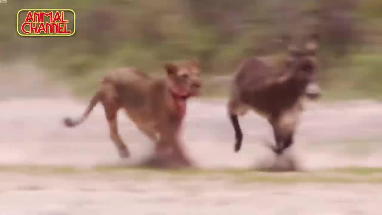 "Wild Encounter: Leopard Chases Deer in Heart-Pounding Pursuit | Nature's Thrilling Drama Unfolds!"