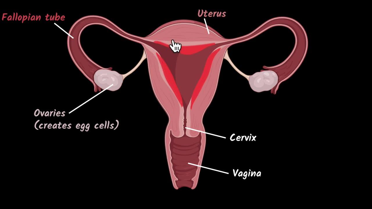 Female reproductive system | Reproduction | Biology class 10