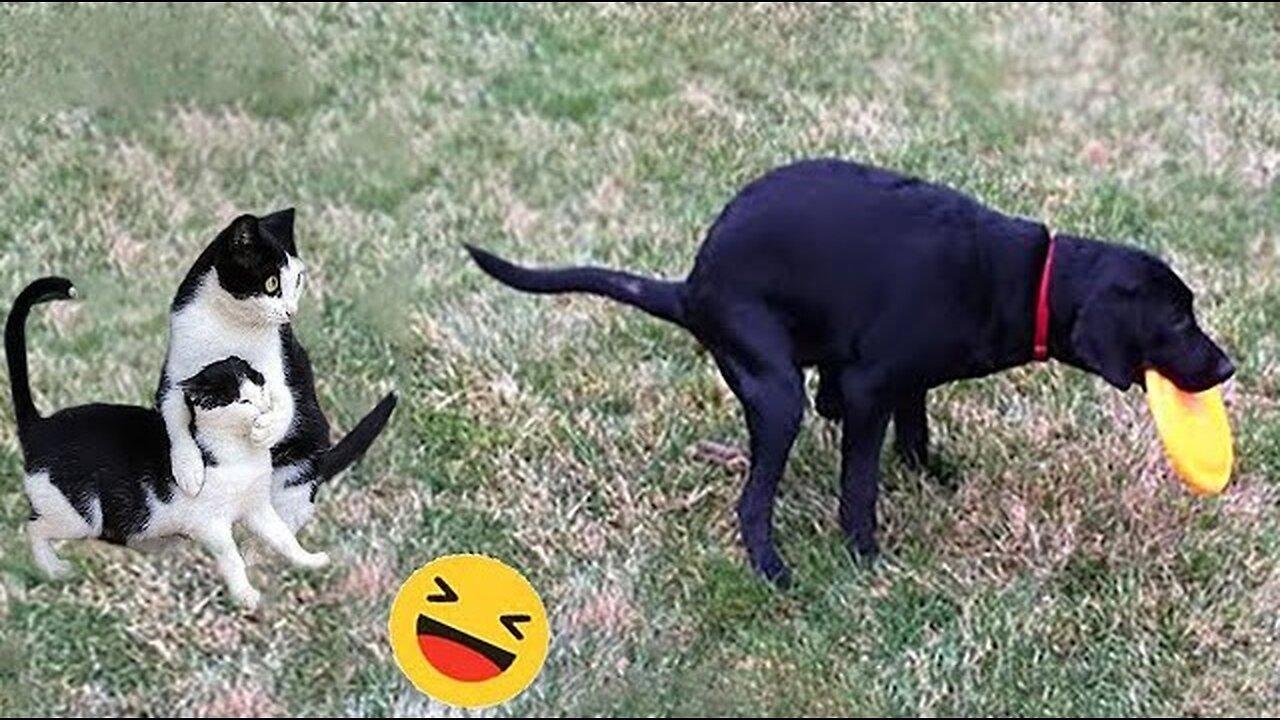 New Funny Animals 😂 Funniest Cats and Dogs Videos 😺🐶 Part 71