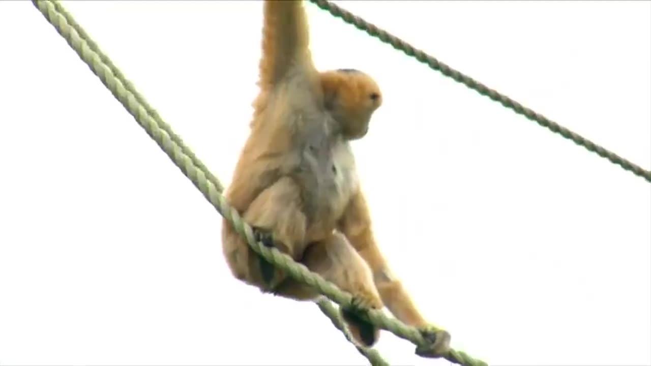 Conservation Connection- White Cheeked Gibbon