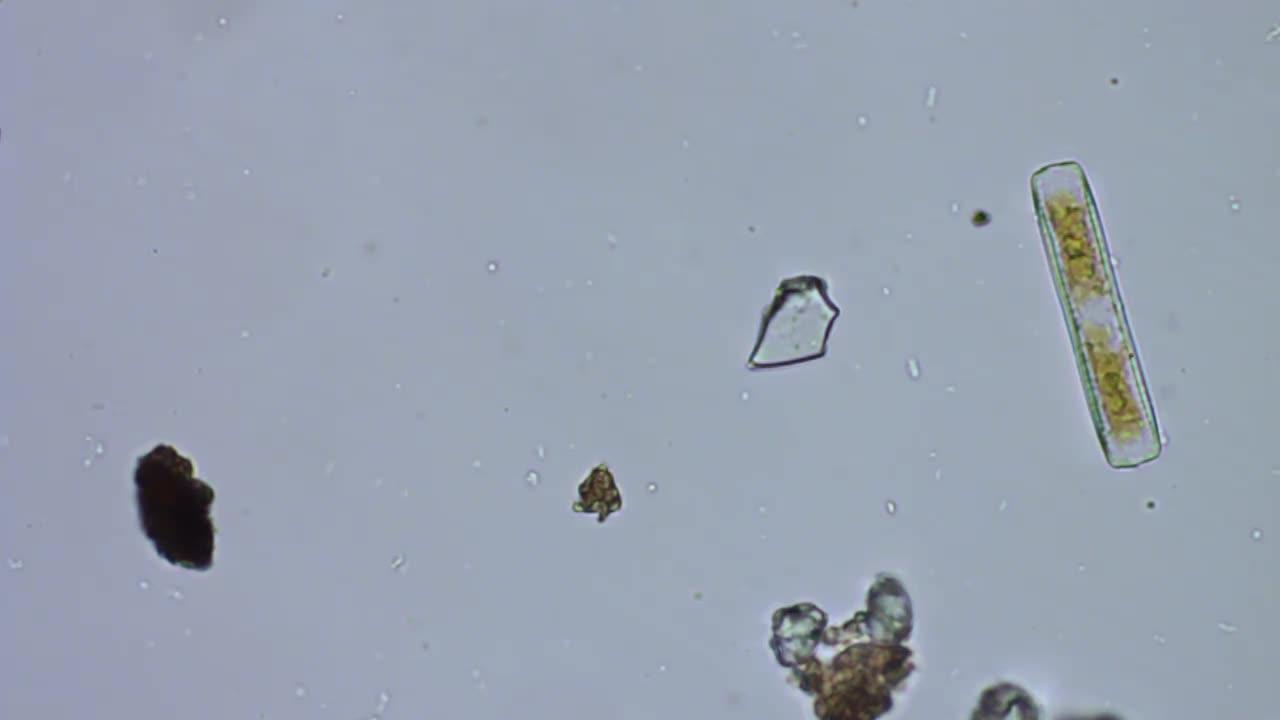 Diatoms Alive