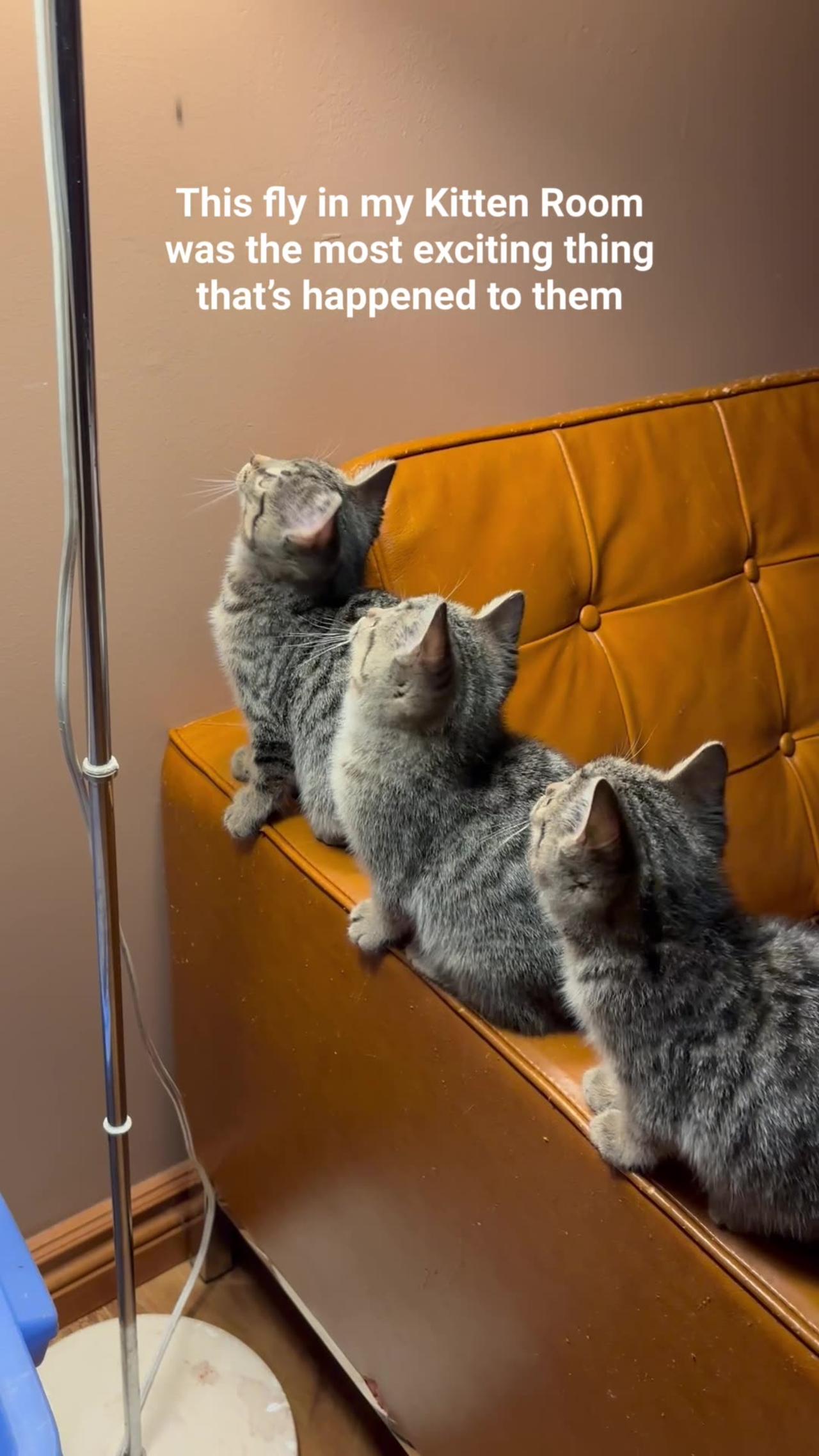 Adorable Trio of Kittens Transfixed by Fly
