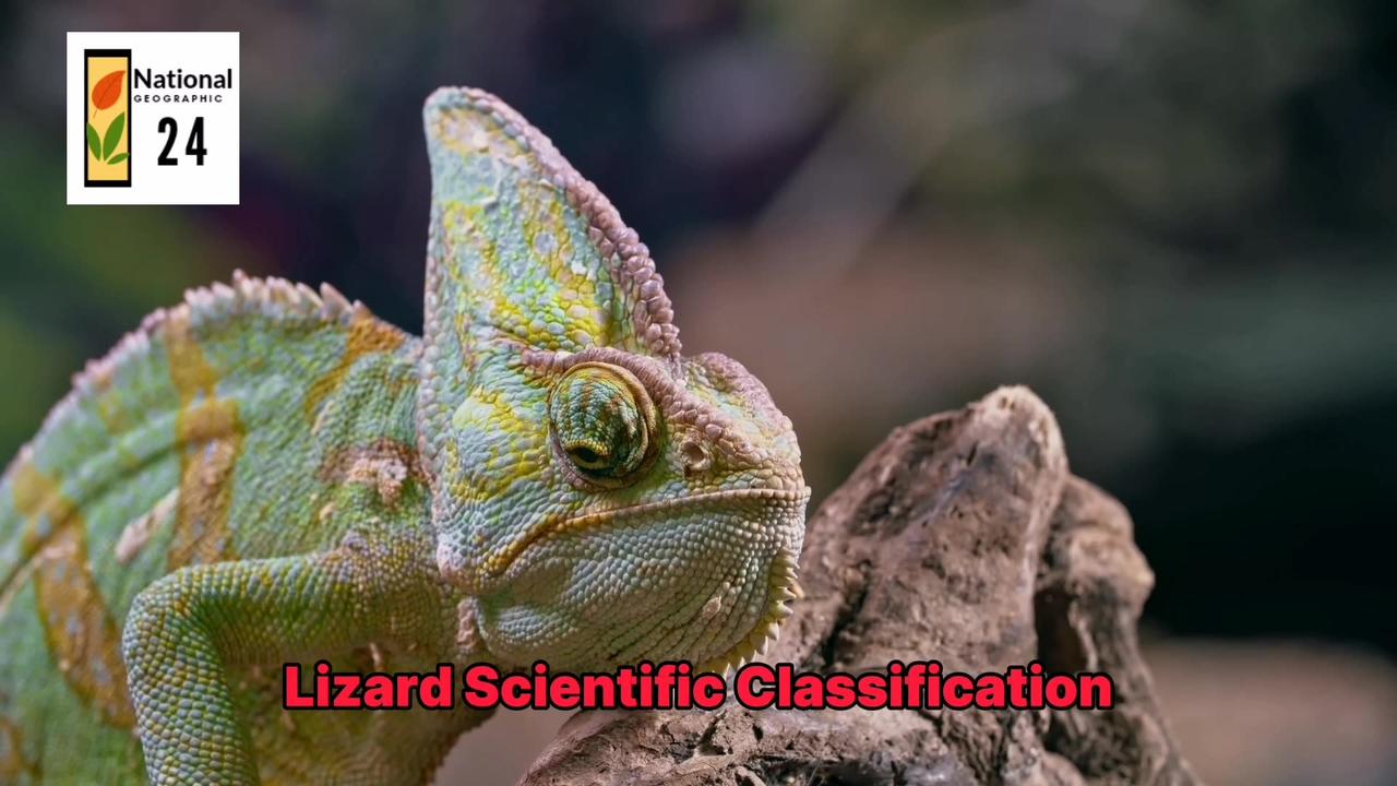 Lizard Scientific Classification | National Geographic 24