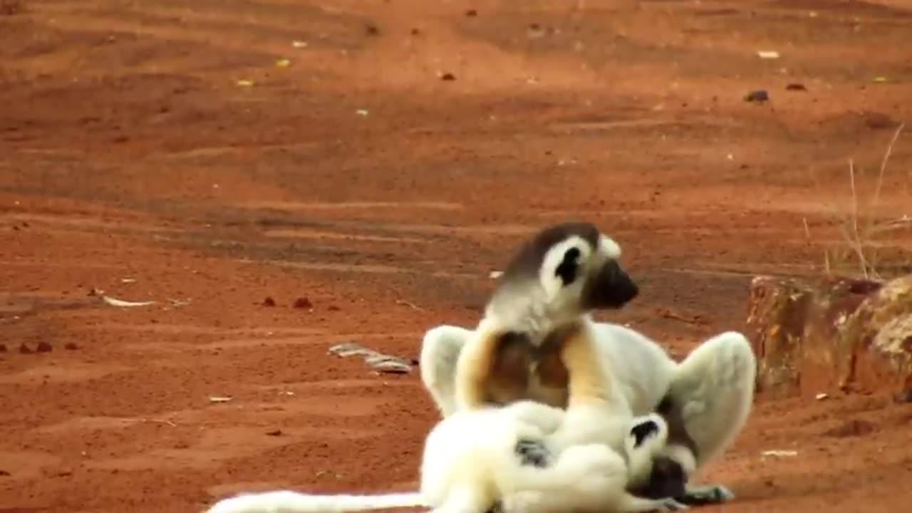 Dancing Sifaka - Berenty - Madagascar