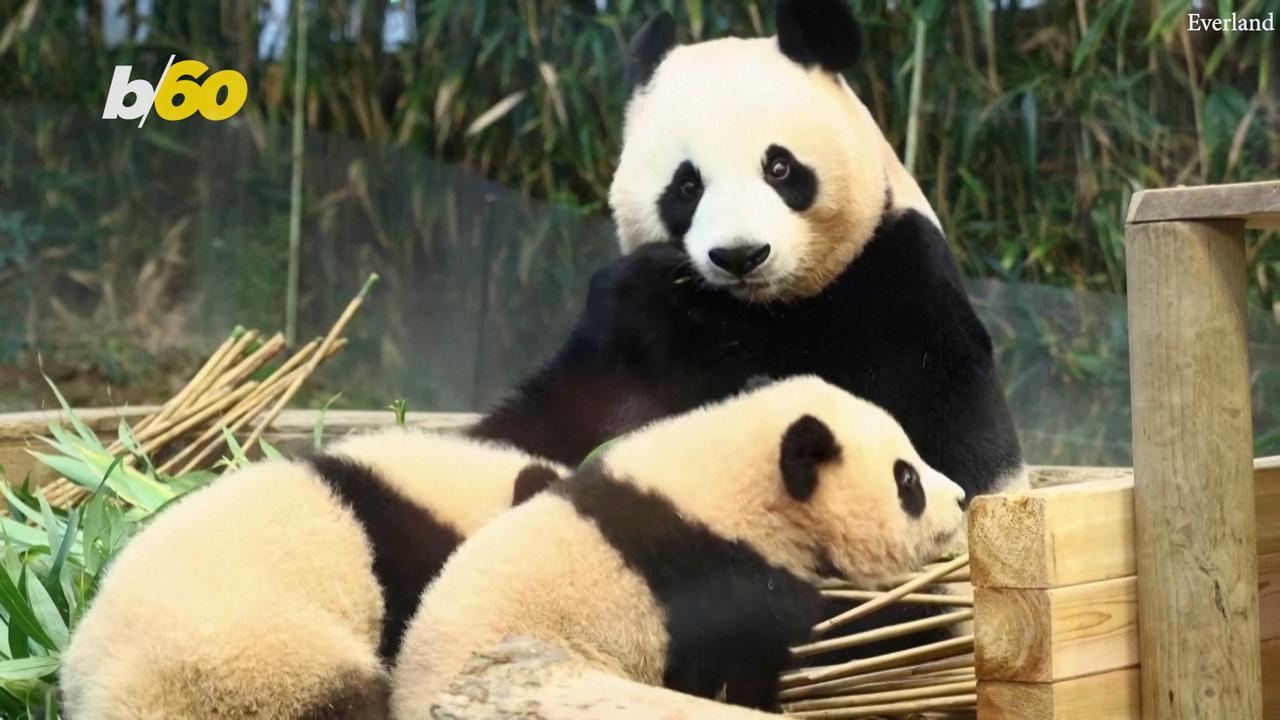 Adorable Panda Twins Revealed in South Korean Zoo
