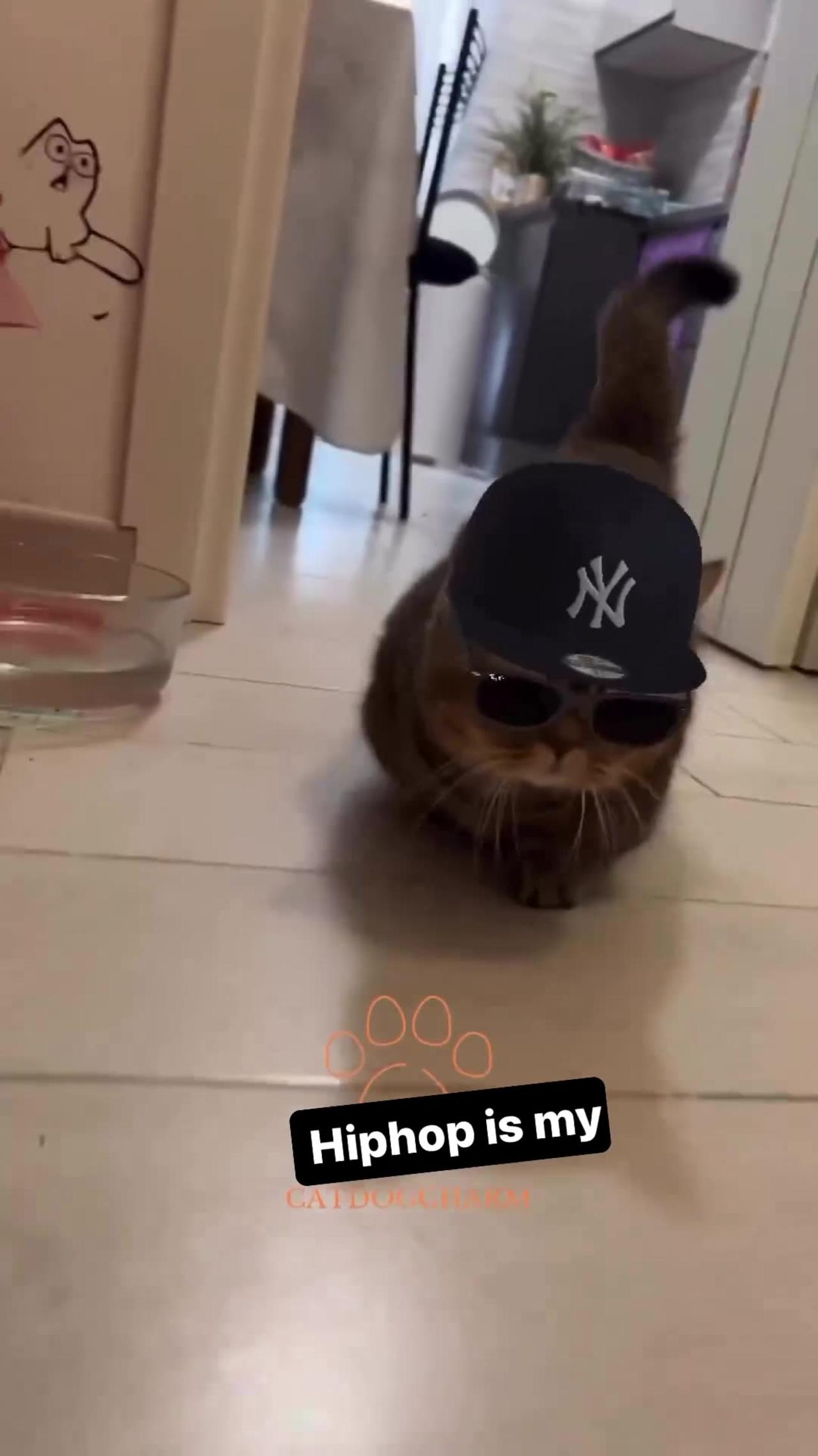 Gangsta Cat Looks So Cool! 😎 😭 Video: Cat_real_lover