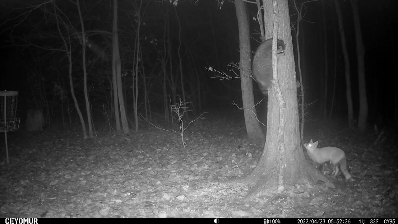 Raccoon & Fox Meet In The Night