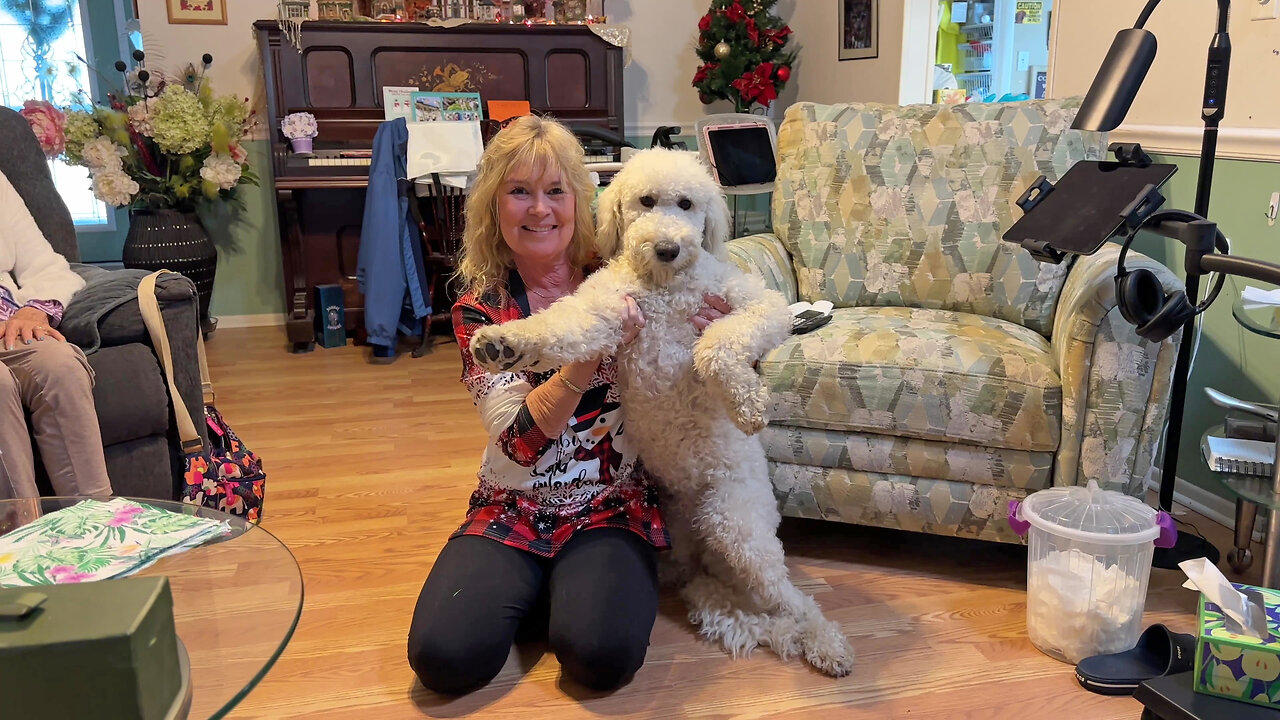 Great Dane Mom Meets Her First Golden Doodle A Rescue From Nova Scotia