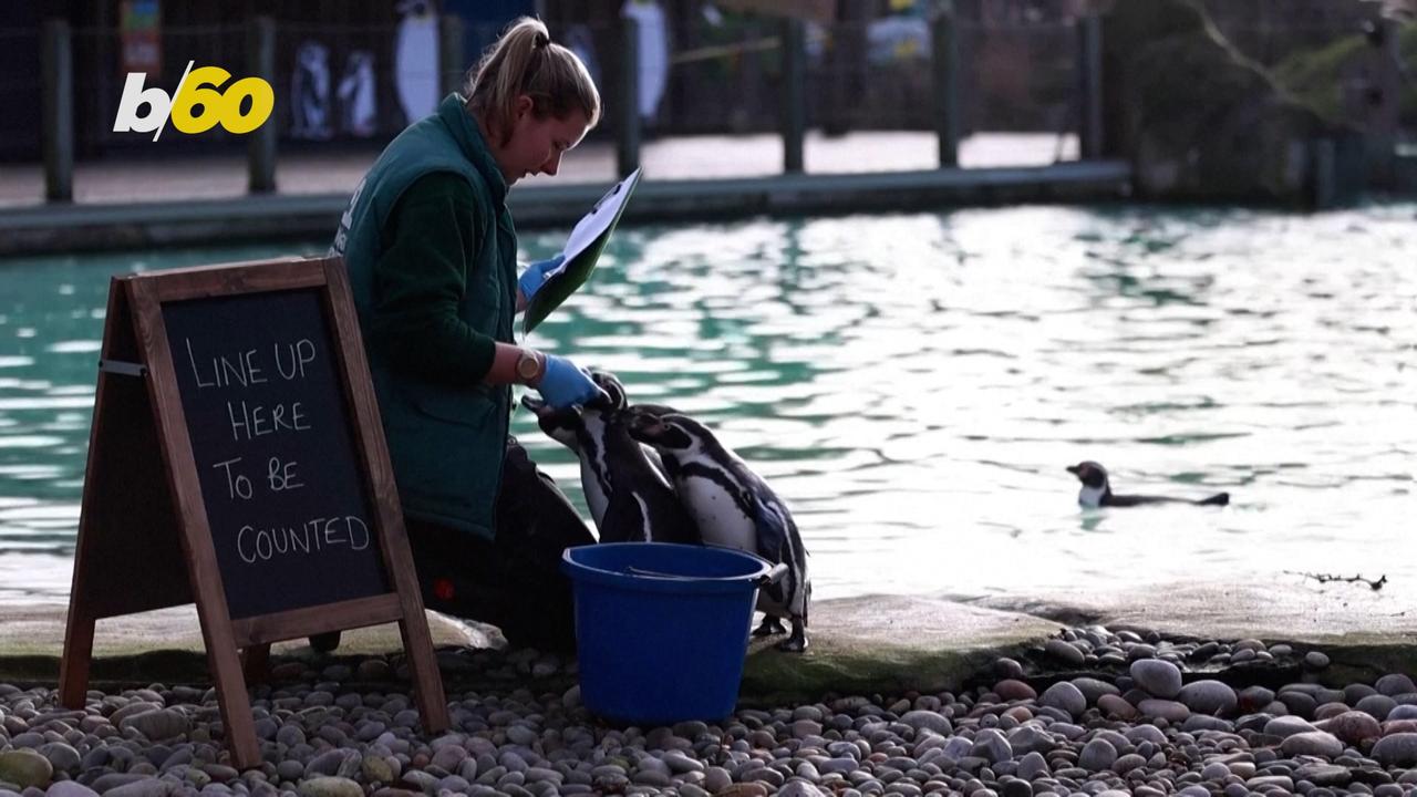 London Zoo Embarks on Annual Headcount of All Animals