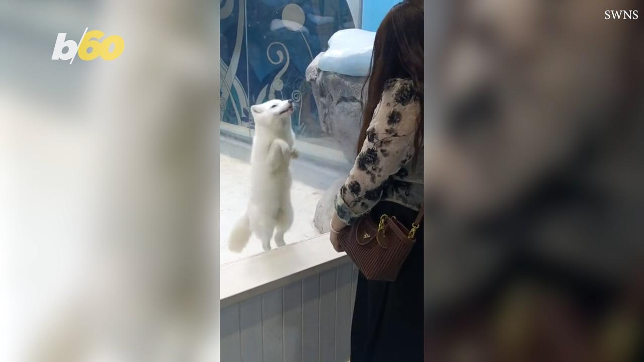 Watch the Most Adorable Arctic Fox Enjoy Company at the Zoo