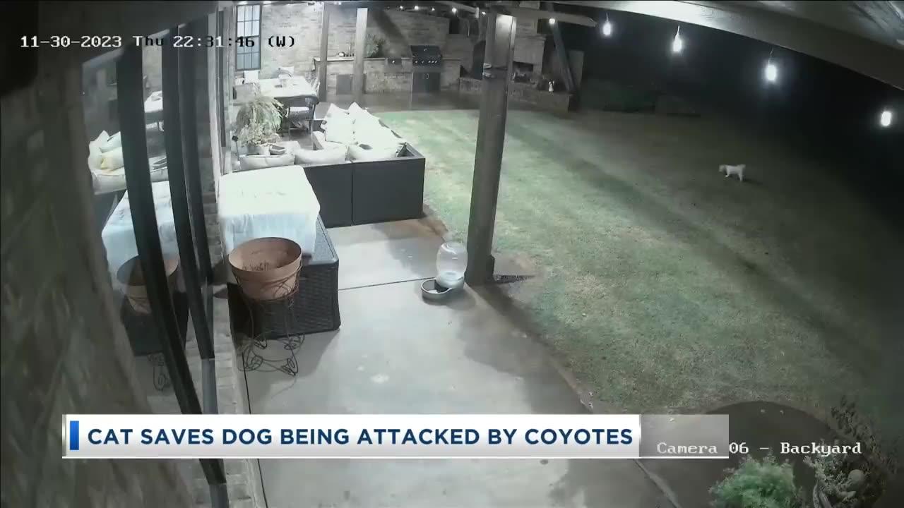 Cat Saves Dog from Coyotes