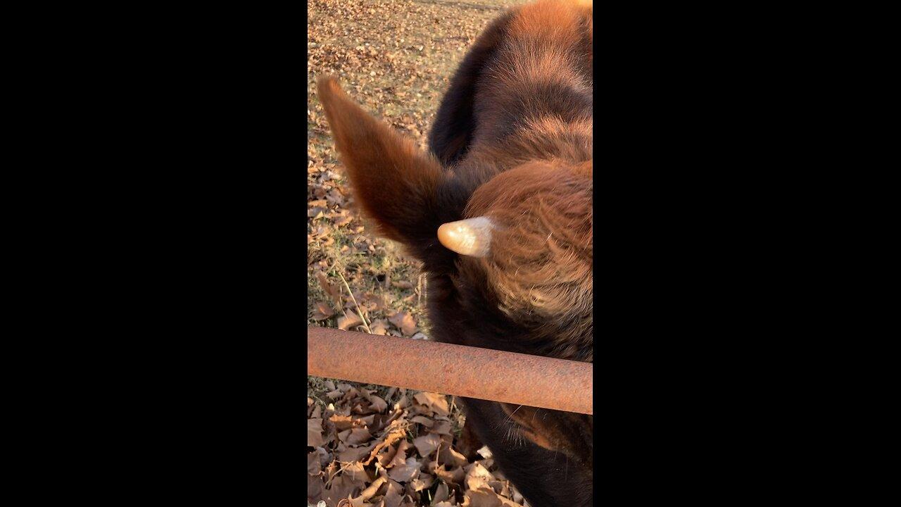 Happy New Year from Moose the Jersey Steer One News Page VIDEO